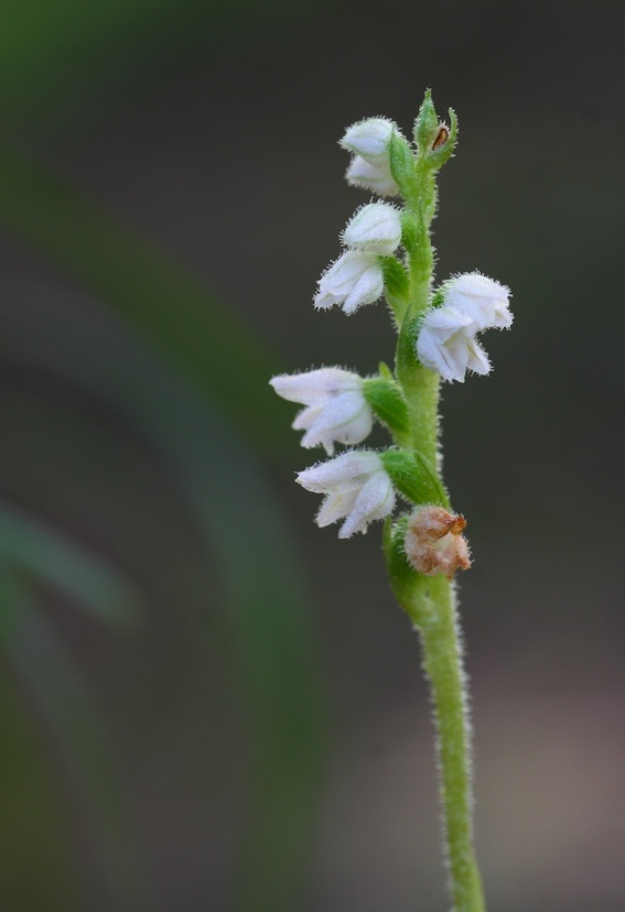 Alcune orchidee Trentine